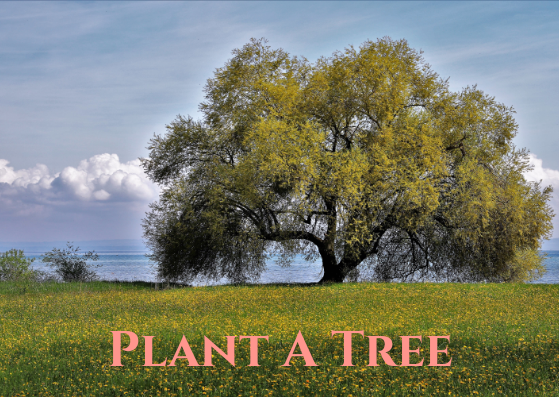 Plant a tree wherever you've space