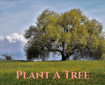 Plant a tree wherever you've space
