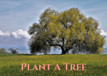 Plant a tree wherever you've space