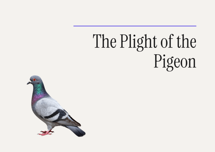 A close-up image of a pigeon with a colorful neck, alongside the text 'The Plight of the Pigeon'.